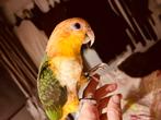 Roestkopcaique, Dieren en Toebehoren, Vrouwelijk, Papegaai, Geringd