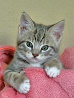 prachtige kittens, Meerdere dieren, Ontwormd, 0 tot 2 jaar