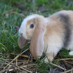 Lieve, gecastreerde, raszuivere Franse Hangoor koppels, Dieren en Toebehoren, Konijnen, Meerdere dieren, Groot, Hangoor