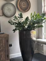 Grote Ptmd vaas met plant, Ophalen, Overige materialen, Overige kleuren, Zo goed als nieuw