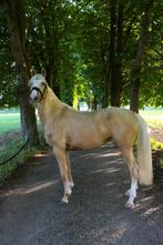 Eyecatcher palomino merrie, Dieren en Toebehoren, Pony's, Gechipt, Dressuurpony, Zadelmak, 3 tot 6 jaar