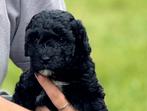 Dwergpoedel pups, dwerg poedel puppies, Dieren en Toebehoren, Poedel, Reu, CDV (hondenziekte), 8 tot 15 weken