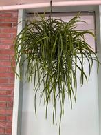 Lepismium Bolivianum, Ophalen of Verzenden, Overige soorten, Minder dan 100 cm