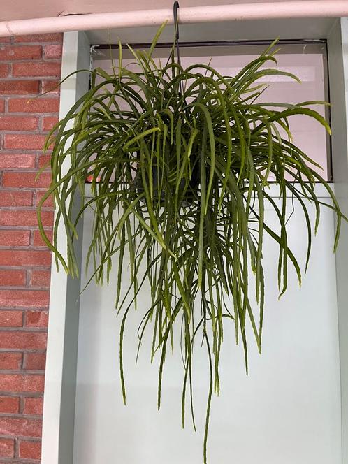 Lepismium Bolivianum, Huis en Inrichting, Kamerplanten, Overige soorten, Minder dan 100 cm, Ophalen of Verzenden