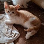 Lieve en speelse kittens. 2 rood witte en 1 cyperse katers, Kater, Kortharig, 0 tot 2 jaar