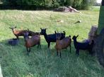 Dwerggeitjes, Dieren en Toebehoren, Schapen, Geiten en Varkens, Vrouwelijk, Geit