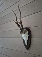 Extreem lang Ree Gewei op schild jacht mancave overkapping, Ophalen of Verzenden, Hert, Gewei of Kop