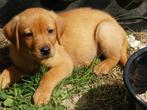 labrador  foxred redfox pups , 1 Teefje beschikbaar, Dieren en Toebehoren, Honden | Retrievers, Spaniëls en Waterhonden, CDV (hondenziekte)