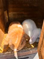 Te koop vanwege verhuizing., Dieren en Toebehoren, Vrouwelijk, Kip
