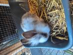 Gezocht warm holletje, Dieren en Toebehoren, Konijnen, Meerdere dieren