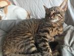 Te koop Kitten, Dieren en Toebehoren, Katten en Kittens | Overige Katten, Kater