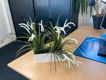 Kunstplant gratis beschikbaar voor biedingen