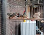 Diverse zebravinken, Dieren en Toebehoren, Vogels | Overige Vogels, Meerdere dieren