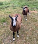 Soortige Zwartbles ram ramlammers te koop, Dieren en Toebehoren, Schapen, Geiten en Varkens, Mannelijk, Schaap