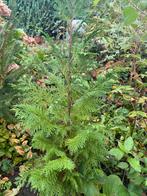 Conifeer, Tuin en Terras, Ophalen of Verzenden, Conifeer, 100 tot 250 cm