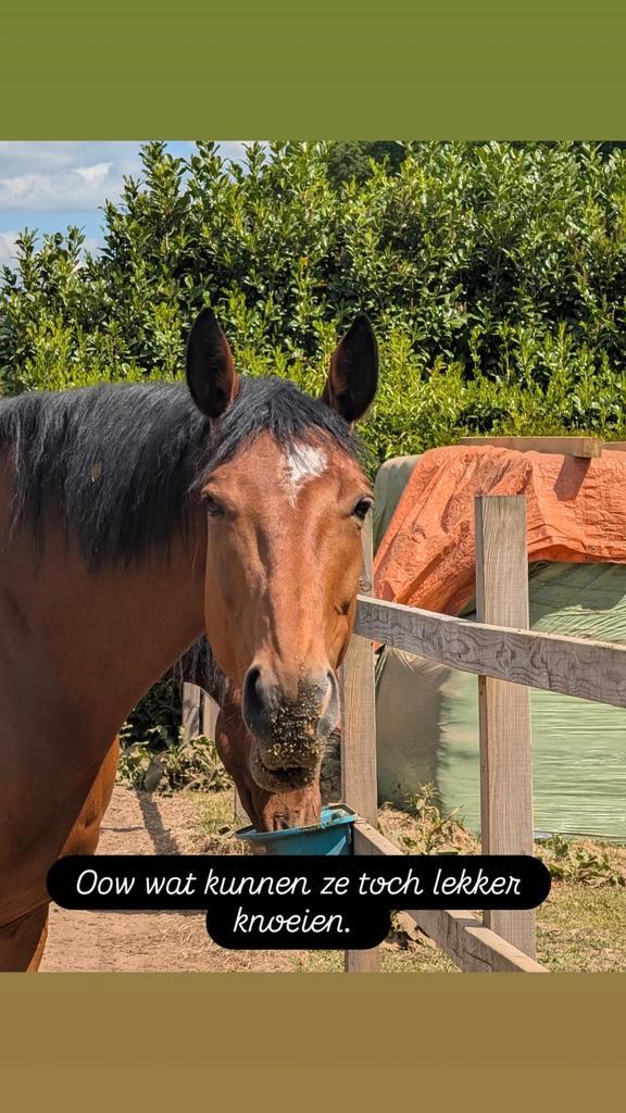 Bijrijder /verzorger gezocht, Dieren en Toebehoren, Paarden en Pony's | Overige Paardenspullen, Ophalen of Verzenden