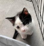 Kittens, Dieren en Toebehoren, Katten en Kittens | Overige Katten, Poes, Kortharig, 0 tot 2 jaar