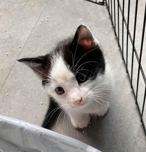 Kittens, Dieren en Toebehoren, Katten en Kittens | Overige Katten, Kortharig, Poes, 0 tot 2 jaar