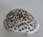 Cypraea tigris, Tijgerschelp, Verzamelen, Mineralen en Fossielen, Ophalen, Schelp(en)