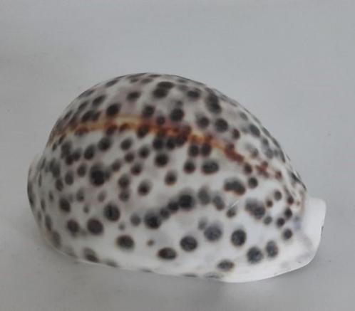 Cypraea tigris, Tijgerschelp, Verzamelen, Mineralen en Fossielen, Schelp(en), Ophalen