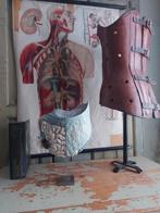 Antiek anatomisch lesmateriaal darmmodel & scoliose corset, Antiek en Kunst, Curiosa en Brocante, Ophalen of Verzenden