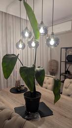 Strelitzia Nicolai (Paradijsvogelplant) 140cm, Ophalen