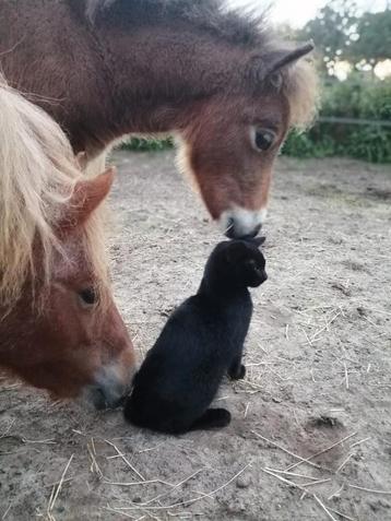 Grond/weide/stalling gezocht beschikbaar voor biedingen