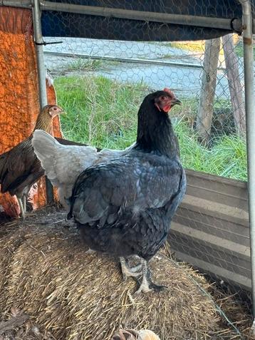 Jersey giant kruising te koop beschikbaar voor biedingen