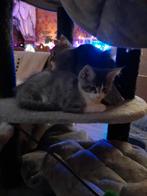 Noorse boskat x main coon nog 1 katertje ik mag gelijk mee., Meerdere dieren, Ontwormd, 0 tot 2 jaar