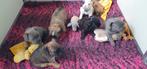 mooie franse bulldog pups(teefjes) uit goed gekeurde ouders, Dieren en Toebehoren, Honden | Bulldogs, Pinschers en Molossers, CDV (hondenziekte)