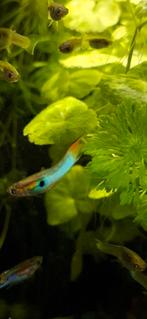 Poecilia Wingei Japan Blue – Endler Gup Japan Blue, Dieren en Toebehoren, Vissen | Aquariumvissen, Vis, Zoetwatervis