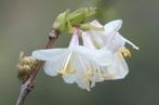 Winterkamperfoelie (Lonicera fragrantissima ), Tuin en Terras, Winter, Halfschaduw, Vaste plant, Ophalen of Verzenden