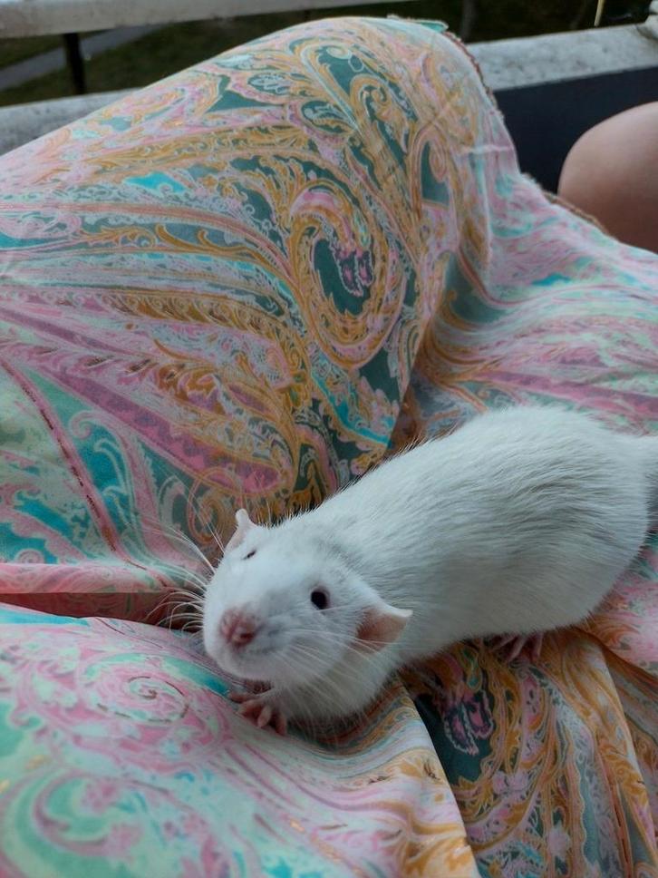 2 knappen lieve jonge mannen ratten zoeken een goed thuis, Dieren en Toebehoren, Knaagdieren, Meerdere dieren, Rat, April, Tam