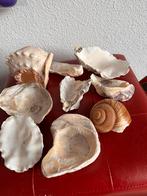 Schelpen  of orsters, Ophalen of Verzenden, Zo goed als nieuw