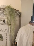 Kunst hang plant Spaans mos foto 1 t/m 4, Belle Vieille Brocante, Nieuw, Ophalen of Verzenden, Jolandamonsieurs@gmail.com