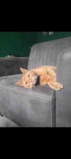 Rode gecastreerde kater, Kater