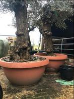 Tekoop olijfbomen, Olea europea in t-bowl pot., Ophalen of Verzenden, 100 tot 250 cm, Olijfboom, Zomer