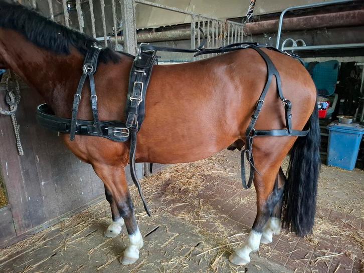 Mentuig leer maat cob, Dieren en Toebehoren, Paarden en Pony's | Hoofdstellen en Tuigage, Overige soorten, Ophalen