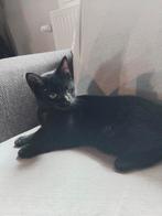 Lief zwart katertje, Dieren en Toebehoren, Katten en Kittens | Overige Katten, Kater