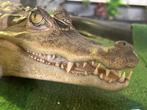 Brilkaaiman, Dieren en Toebehoren, Reptielen en Amfibieën, Amfibie, Tam, 3 tot 6 jaar