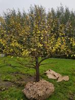 Oude Reine Victoria en Opal Laagstam Pruim 22 jaar, Ophalen, 250 tot 400 cm, Kersenboom, Lente