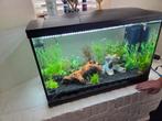 Gezocht visjes, Dieren en Toebehoren, Vissen | Aquaria en Toebehoren, Ophalen of Verzenden, Nieuw
