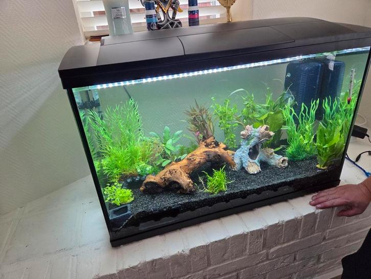 Gezocht visjes, Dieren en Toebehoren, Vissen | Aquaria en Toebehoren, Nieuw, Ophalen of Verzenden