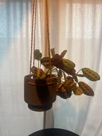 Ferm Living Bloempot met Plant - 15cm, Huis en Inrichting, Ophalen, Overige soorten, Halfschaduw, In pot