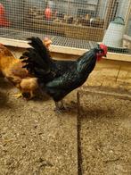 Jonge Australorp zwart haan, Mannelijk, Kip