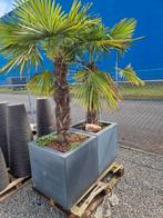 4x Trachycarpus palmboom compleet in plantenbak, Tuin en Terras, In pot, Zomer, Volle zon, Ophalen of Verzenden
