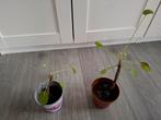 2x pannenkoekplant, Huis en Inrichting, Kamerplanten, Ophalen, Overige soorten, Minder dan 100 cm