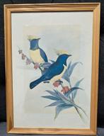 Vintage schilderij van 2 tropische vogels, Ophalen of Verzenden