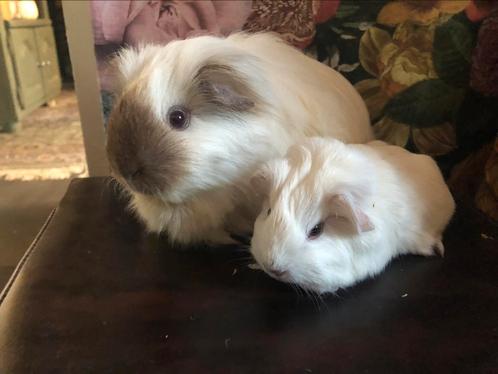 Langharige cavia sheltie beertjes en zeugjes, Dieren en Toebehoren, Knaagdieren, Mannelijk, Cavia, Na 1 juli 2024, Tam