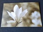 Magnolia Schilderij 120 x 80, Ophalen, Zo goed als nieuw, Schilderij, 100 tot 125 cm